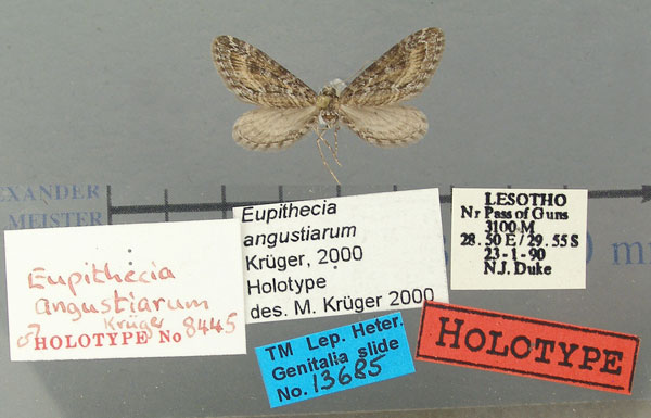/filer/webapps/moths/media/images/A/angustiarum_Eupithecia_HT_TMSA.jpg