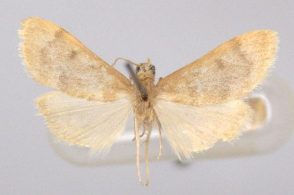 /filer/webapps/moths/media/images/A/angustipennis_Metasia_HT_BMNH.jpg