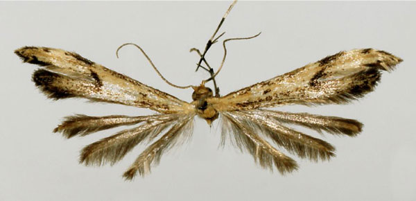 /filer/webapps/moths/media/images/A/anikini_Hellinsia_HT_BMNH.jpg