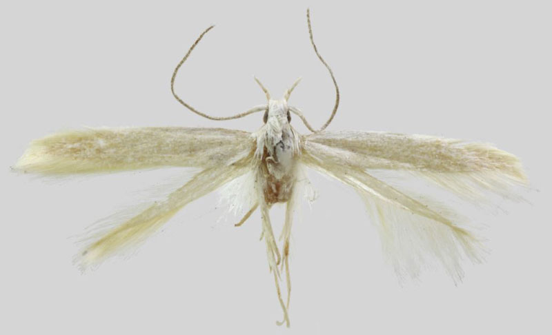 /filer/webapps/moths/media/images/A/animula_Coleophora_HT_BMNH.jpg
