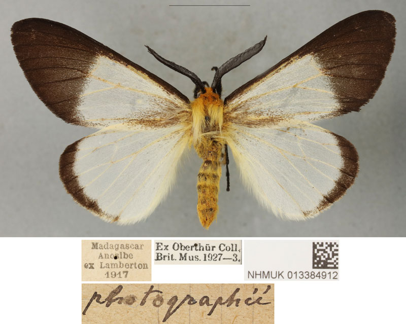/filer/webapps/moths/media/images/A/anisobeana_Coenostegia_LT_BMNH.jpg