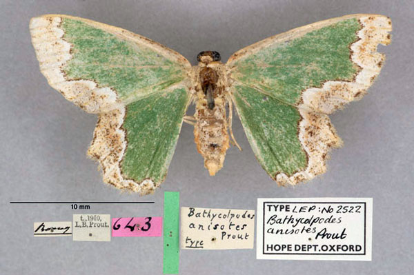 /filer/webapps/moths/media/images/A/anisotes_Bathycolpodes_HT_OUMNH_01.jpg