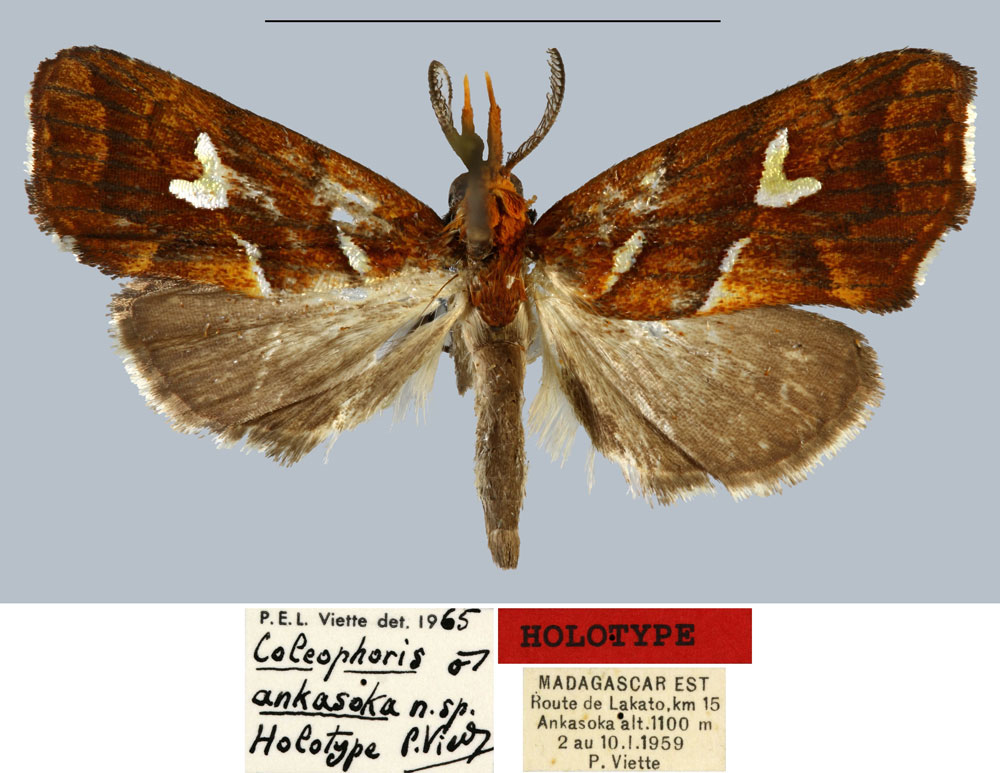/filer/webapps/moths/media/images/A/ankasoka_Coelophoris_HT_MNHN.jpg
