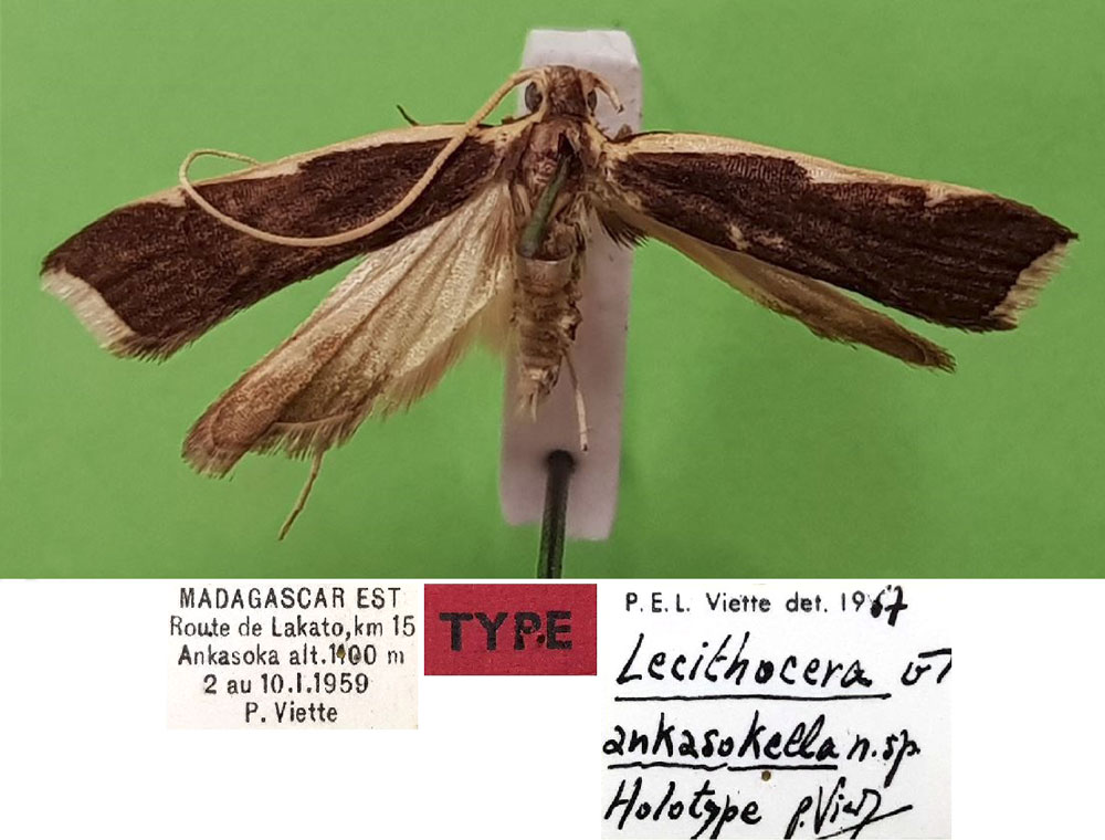 /filer/webapps/moths/media/images/A/ankasokella_Lecithocera_HT_MNHN.jpg
