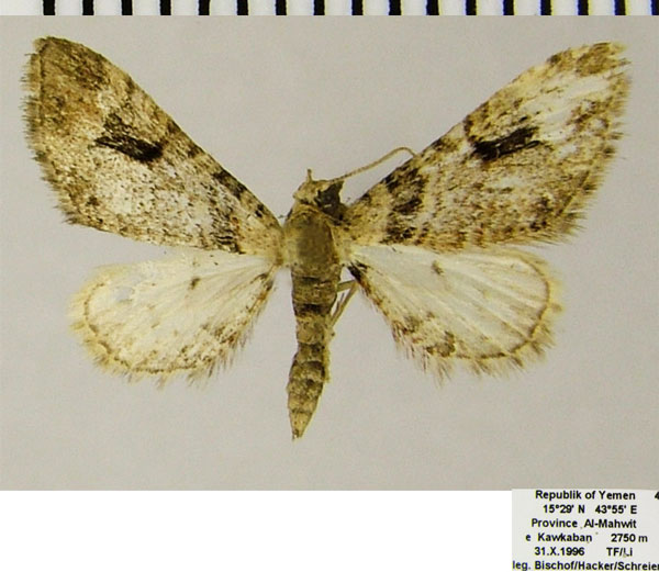 /filer/webapps/moths/media/images/A/annimasi_Chloroclystis_AM_ZSMa.jpg
