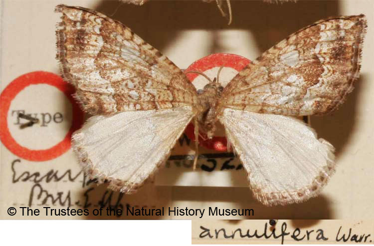 /filer/webapps/moths/media/images/A/annulifera_Cosmorhoe_ST_BMNH.jpg