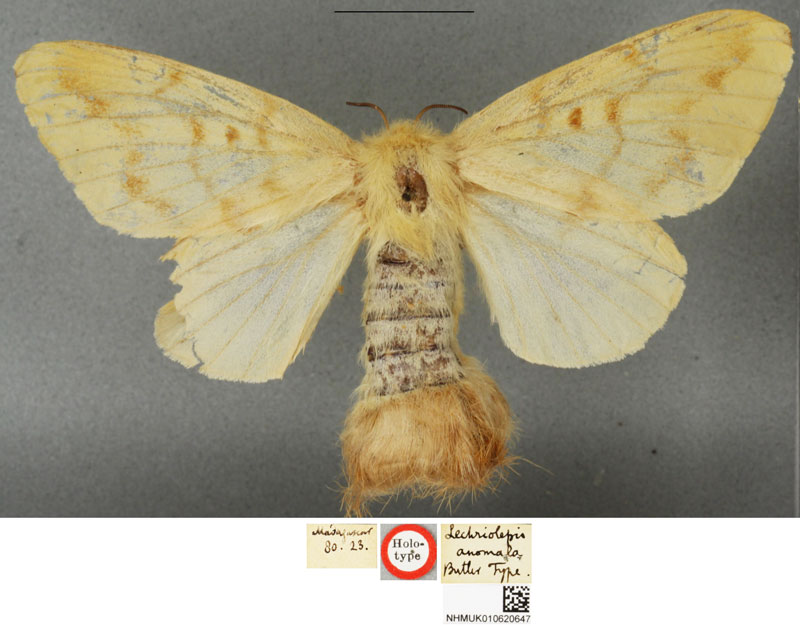/filer/webapps/moths/media/images/A/anomala_Lechriolepis_STF_BMNH_01.jpg