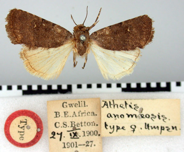 /filer/webapps/moths/media/images/A/anomoeosis_Athetis_ST_BMNH.jpg
