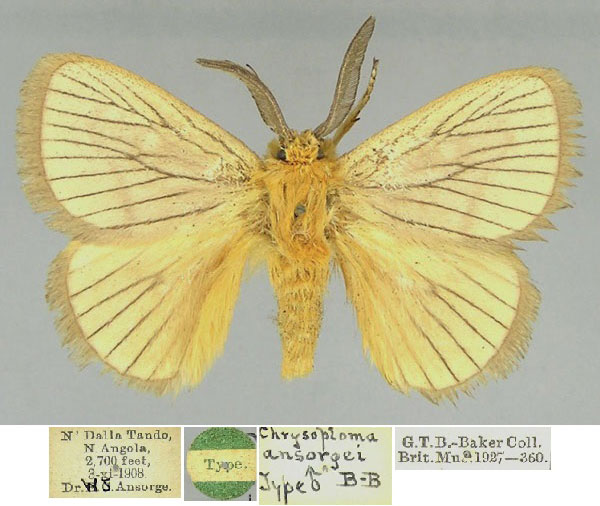 /filer/webapps/moths/media/images/A/ansorgei_Diquishia_LT_BMNH.jpg