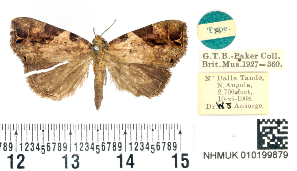 /filer/webapps/moths/media/images/A/ansorgei_Plecoptera_HT_BMNH.jpg