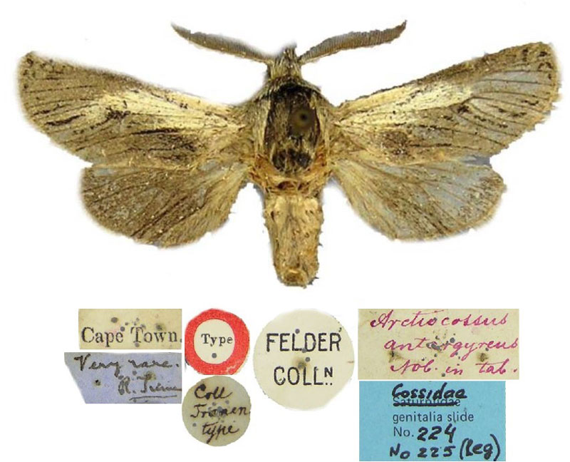 /filer/webapps/moths/media/images/A/antargyreus_Arctiocossus_HT_BMNH.jpg