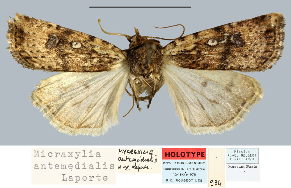 /filer/webapps/moths/media/images/A/antemedialis_Micraxylia_HT_MNHN.jpg