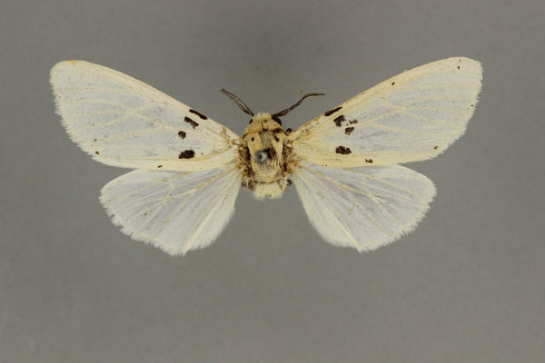 /filer/webapps/moths/media/images/A/antemediatus_Alpenus_HT_BMNH.jpg