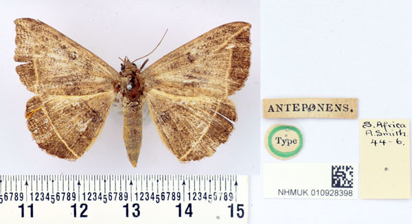/filer/webapps/moths/media/images/A/anteponens_Hypopyra_ST_BMNH.jpg
