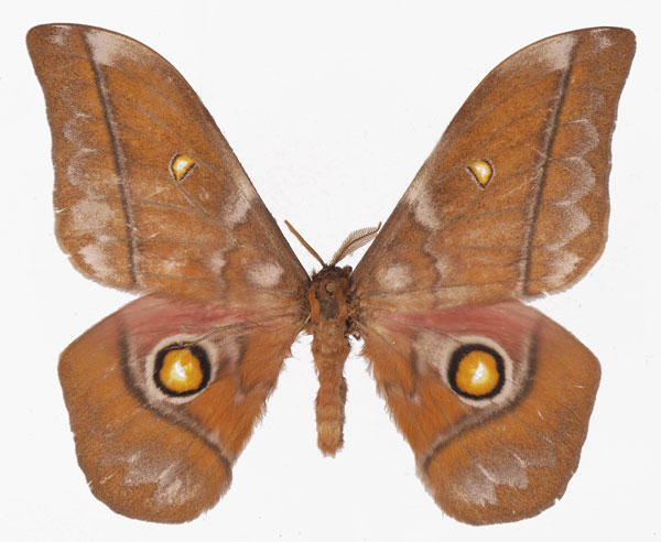 /filer/webapps/moths/media/images/A/anthinoides_Gonimbrasia_AM_Basquina.jpg