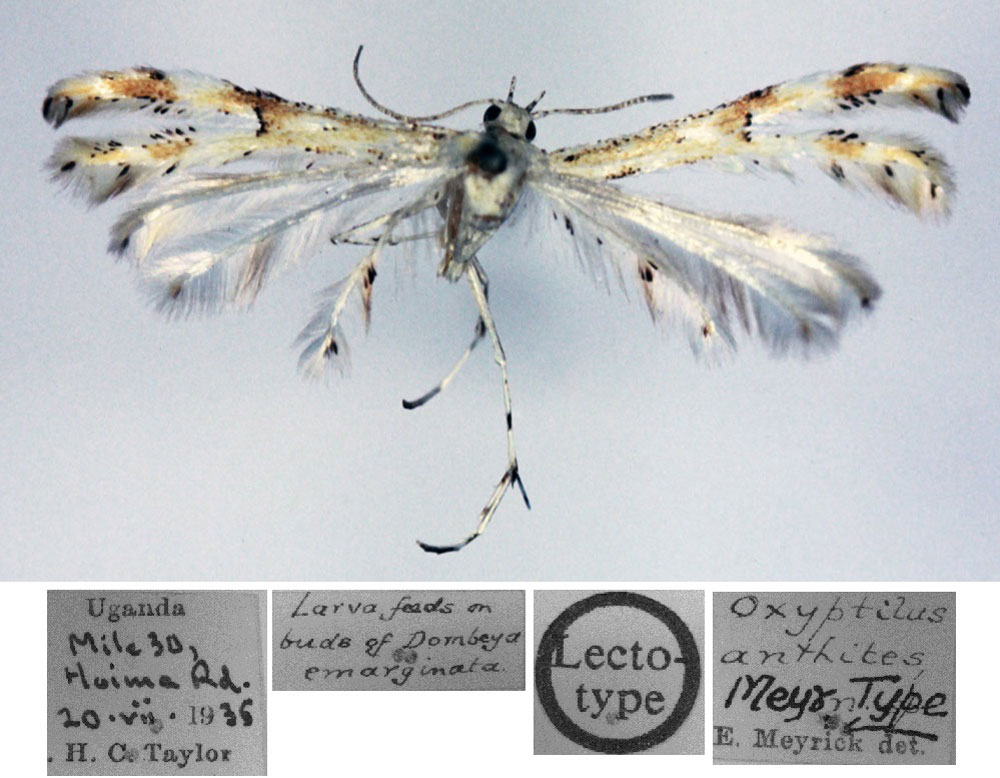 /filer/webapps/moths/media/images/A/anthites_Oxyptilus_LT_BMNH.jpg