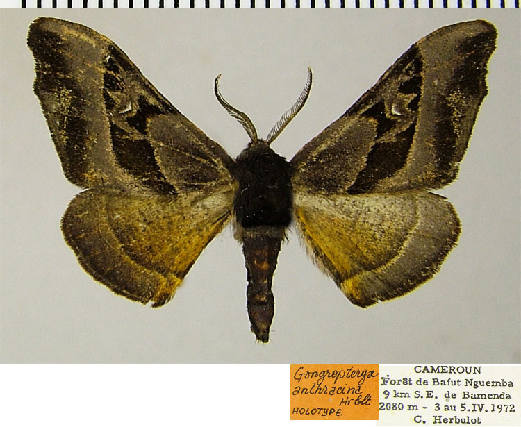 /filer/webapps/moths/media/images/A/anthracina_Gongropteryx_HT_ZSMa.jpg