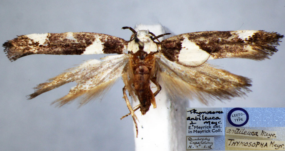 /filer/webapps/moths/media/images/A/antileuca_Thymosopha_PTF_BMNH.jpg