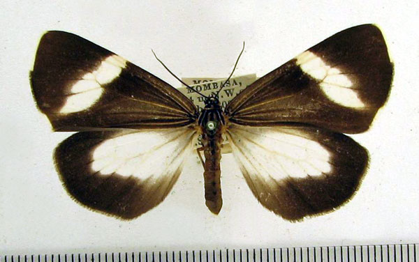 /filer/webapps/moths/media/images/A/antinorii_Podomachla_A_HDOU.jpg