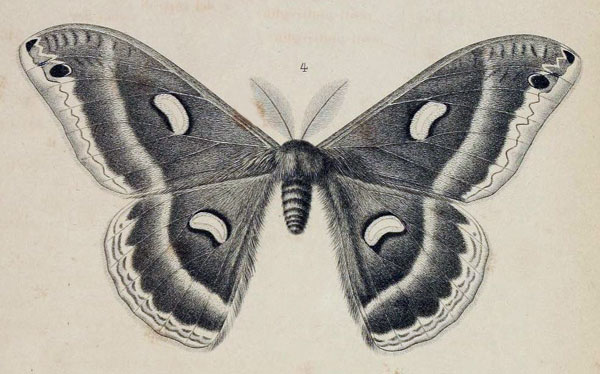 /filer/webapps/moths/media/images/A/antinorii_Saturnia_HT_Oberthur_1880_1-4.jpg