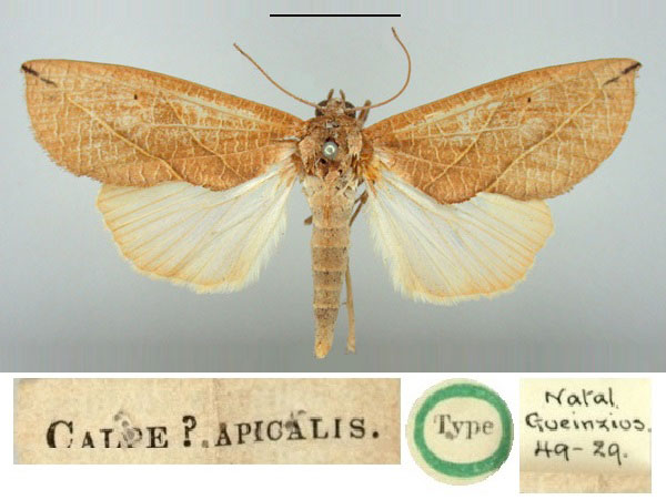 /filer/webapps/moths/media/images/A/apicalis_Calpe_HT_BMNH.jpg