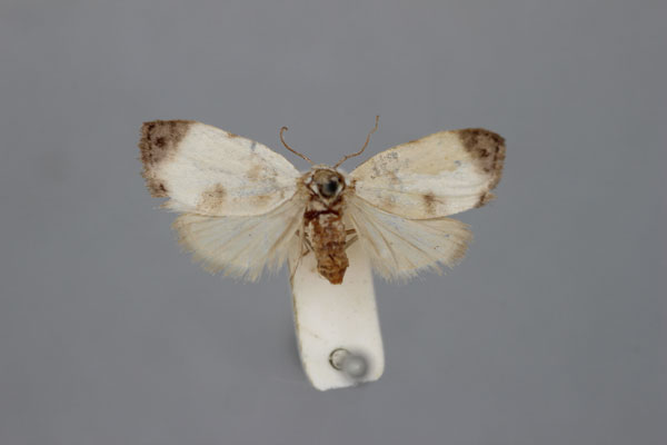 /filer/webapps/moths/media/images/A/apicalis_Nola_HT_BMNH.jpg