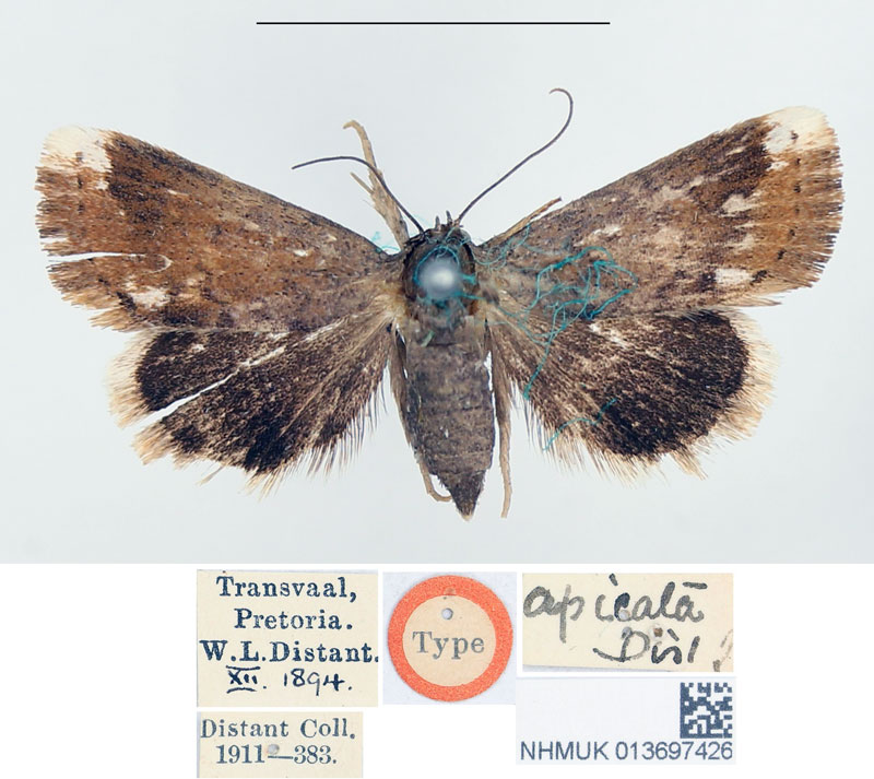 /filer/webapps/moths/media/images/A/apicata_Eublemma_HT_BMNH.jpg