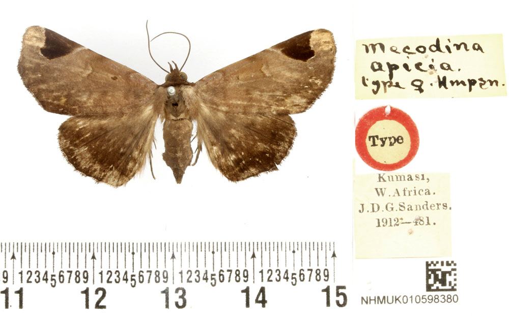 /filer/webapps/moths/media/images/A/apicia_Mecodina_HT_BMNH.jpg