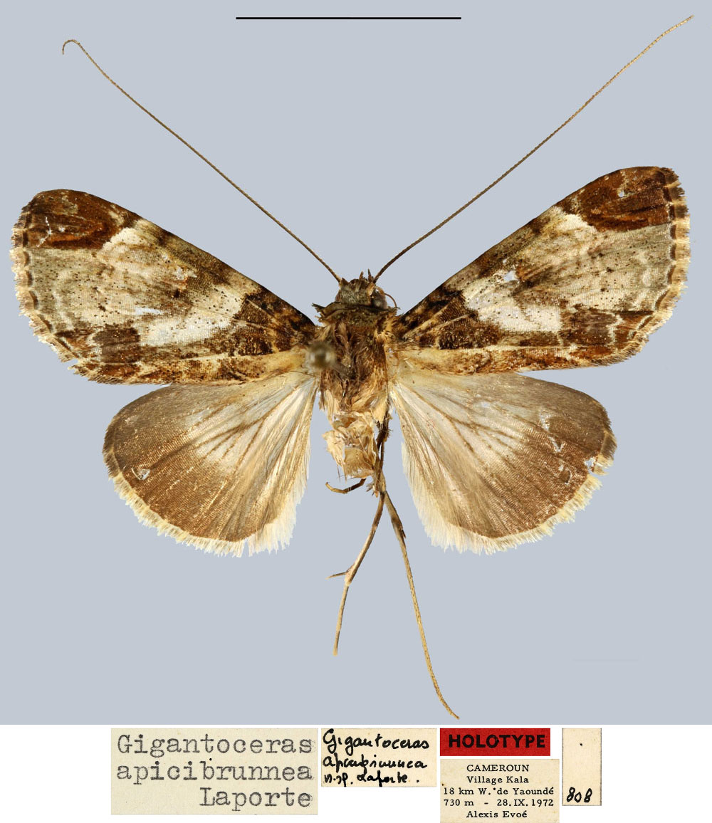 /filer/webapps/moths/media/images/A/apicibrunnea_Gigantoceras_HT_MNHN.jpg