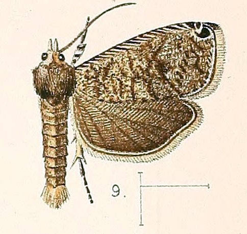 /filer/webapps/moths/media/images/A/apicipunctana_Syricoris_ST_Walsingham_1891_3-9.jpg