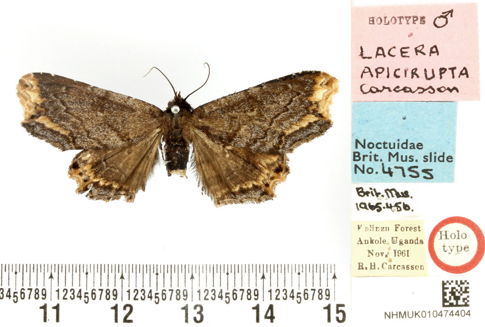 /filer/webapps/moths/media/images/A/apicirupta_Lacera_HT_BMNH.jpg