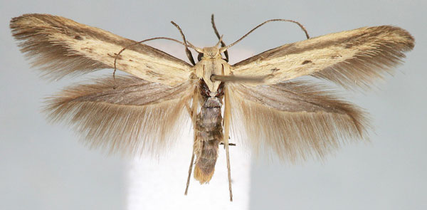 /filer/webapps/moths/media/images/A/apicispinella_Scythris_HT_BMNH.jpg