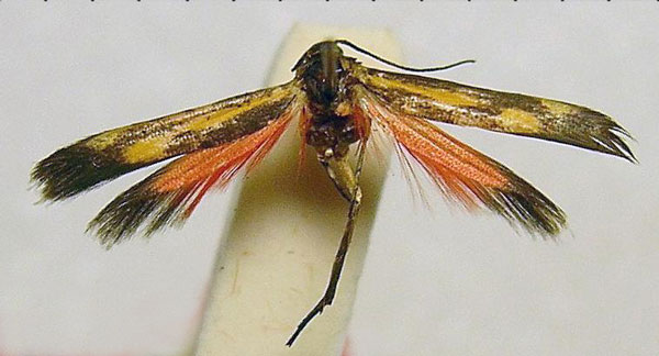 /filer/webapps/moths/media/images/A/arabica_Eretmocera_HT_BMNH.jpg