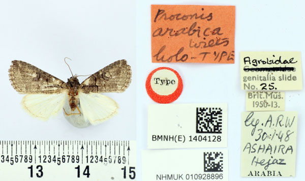 /filer/webapps/moths/media/images/A/arabica_Proconis_HT_BMNH.jpg