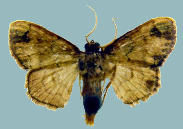 /filer/webapps/moths/media/images/A/arabukoensis_Isoplenodia_AM_ZSMa.jpg
