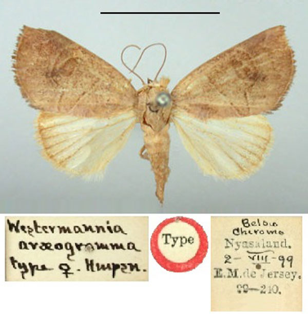 /filer/webapps/moths/media/images/A/araeogramma_Westermannia_HT_BMNH.jpg