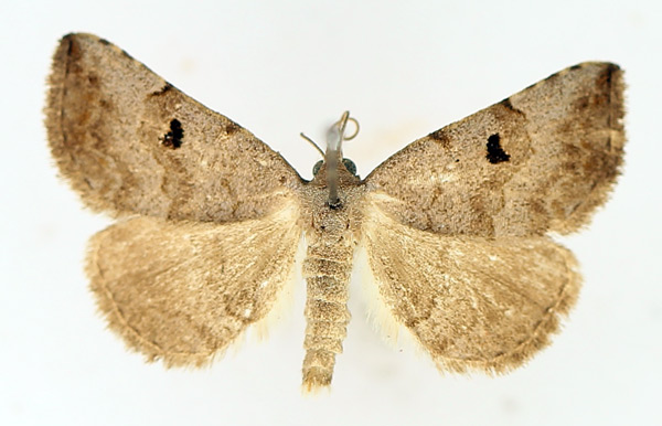 /filer/webapps/moths/media/images/A/arctinotata_Plecoptera_AM_TMSA_01.jpg
