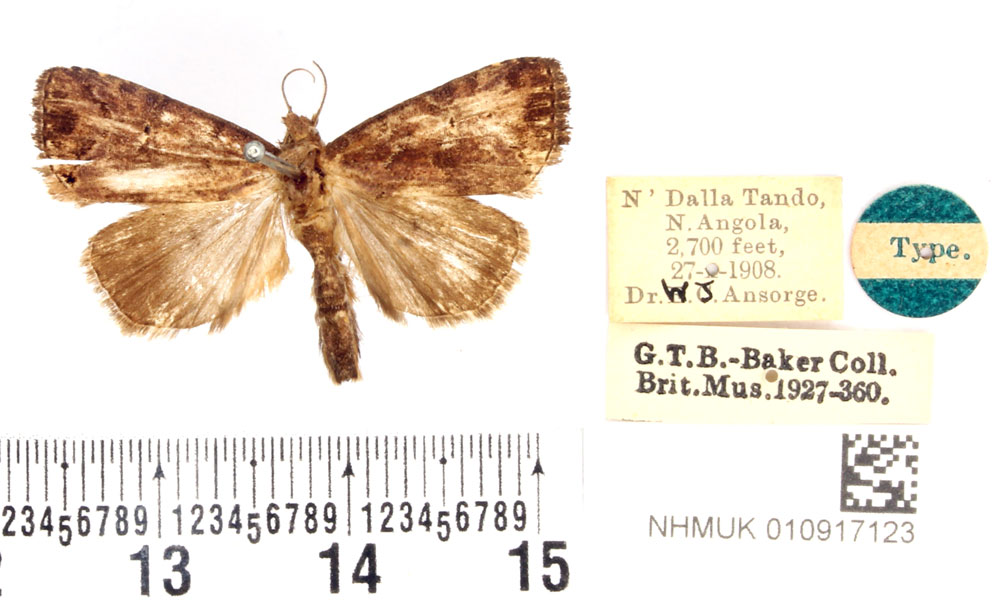 /filer/webapps/moths/media/images/A/arcuata_Parasiopsis_HT_BMNH.jpg
