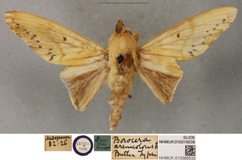 /filer/webapps/moths/media/images/A/arenicoloris_Borocera_LTM_BMNH.jpg