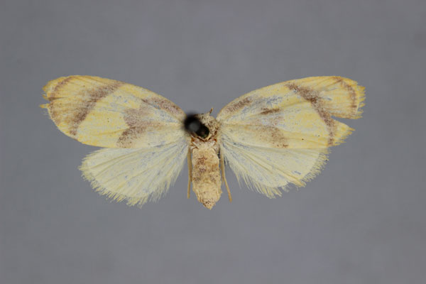 /filer/webapps/moths/media/images/A/argentata_Paremonia_HT_BMNH.jpg