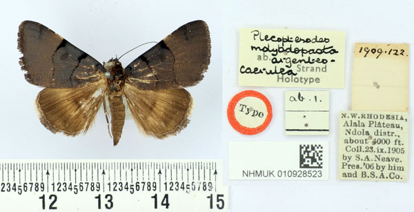 /filer/webapps/moths/media/images/A/argenteocaerulea_Plecopterodes_HT_BMNH.jpg