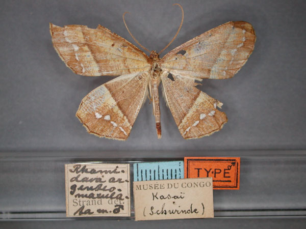 /filer/webapps/moths/media/images/A/argenteomaculata_Melinoessa_HT_RMCA_01.jpg