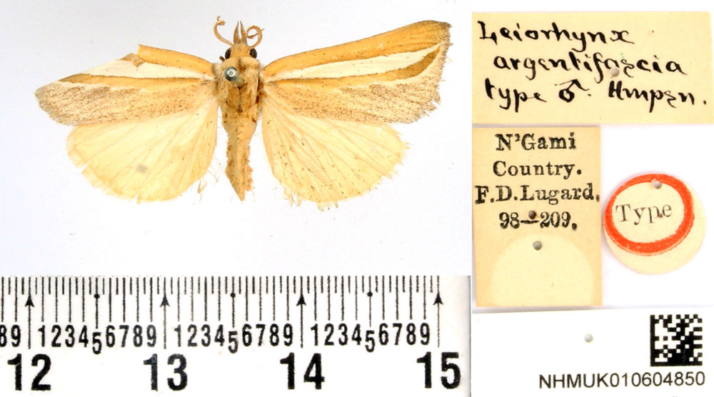 /filer/webapps/moths/media/images/A/argentifascia_Leiorhynx_HT_BMNH.jpg