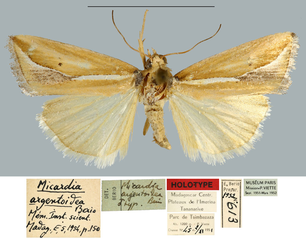 /filer/webapps/moths/media/images/A/argentoidea_Micardia_HT_MNHN.jpg