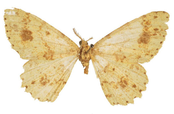 /filer/webapps/moths/media/images/A/argillacea_Alcis_HT_BMNH.jpg