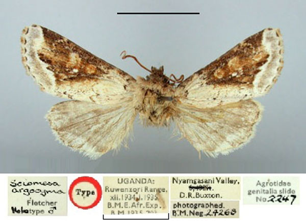 /filer/webapps/moths/media/images/A/argocyma_Sciomesa_HT_BMNH.jpg
