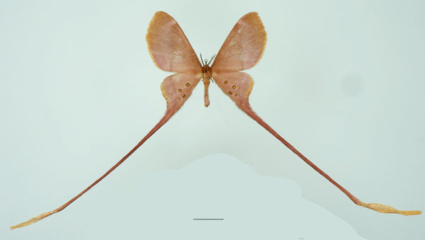 /filer/webapps/moths/media/images/A/argus_Eudaemonia_AM_Basquina.jpg