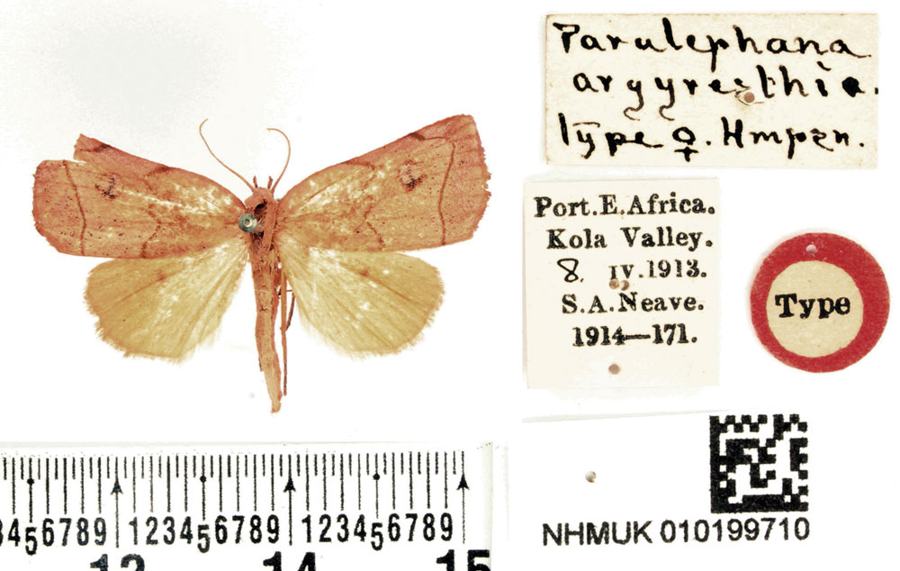 /filer/webapps/moths/media/images/A/argyresthia_Paralephana_HT_BMNH.jpg