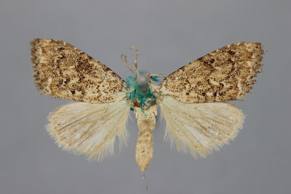 /filer/webapps/moths/media/images/A/argyrolepis_Meganola_HT_BMNH.jpg