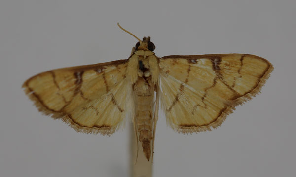 /filer/webapps/moths/media/images/A/argyropalis_Lamprosema_HT_BMNH.jpg
